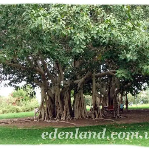 Зображення Ботанічний сад Ейн-Геді