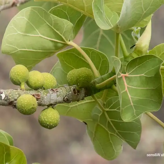 Зображення плоди
