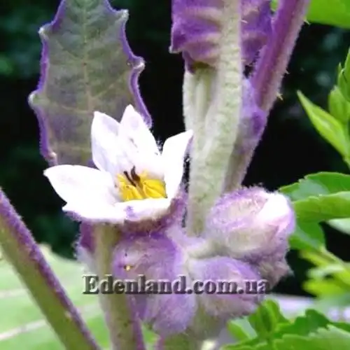 Изображение цветок