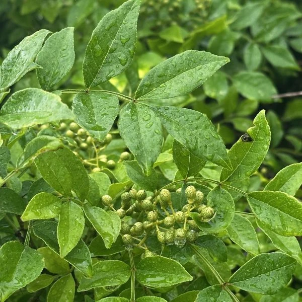 Изображение Зантоксилум подражающий - Zanthoxylum simulans  