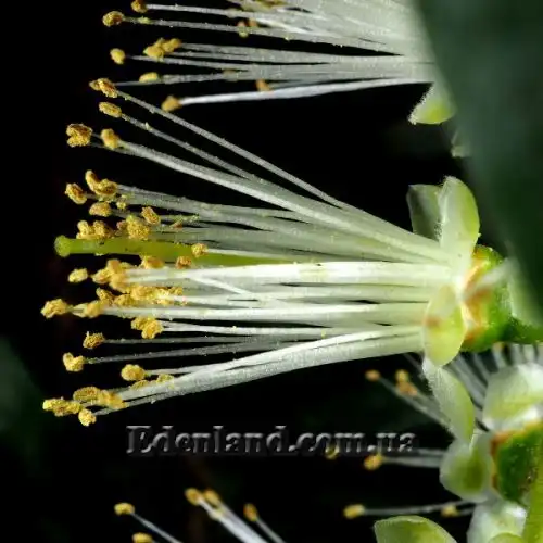 Изображение Мелалеука Лофанта - Melaleuca lophantha