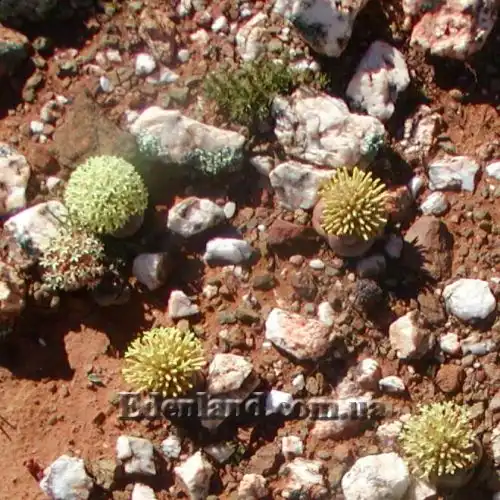 Изображение Крассула столбчатая - Crassula columnaris