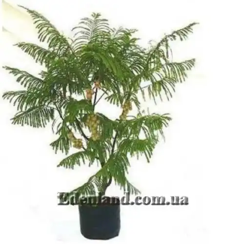 Изображение Филлантус эмблика - Phyllanthus emblica