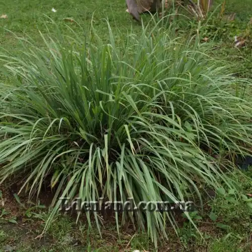 Изображение Цимбопогон извилистый - Cymbopogon flexuosus