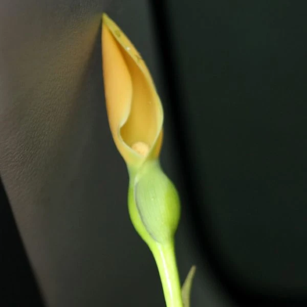 Изображение Ремусатия Гукера   - Remusatia hookeriana 