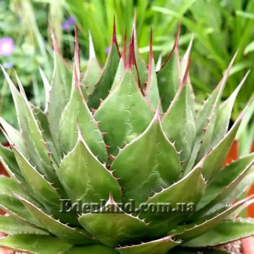 Изображение Агава Монтана - Agave montana