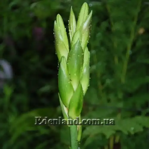 Изображение Кардиокринум сердцевидный - Cardiocrinum cordatum