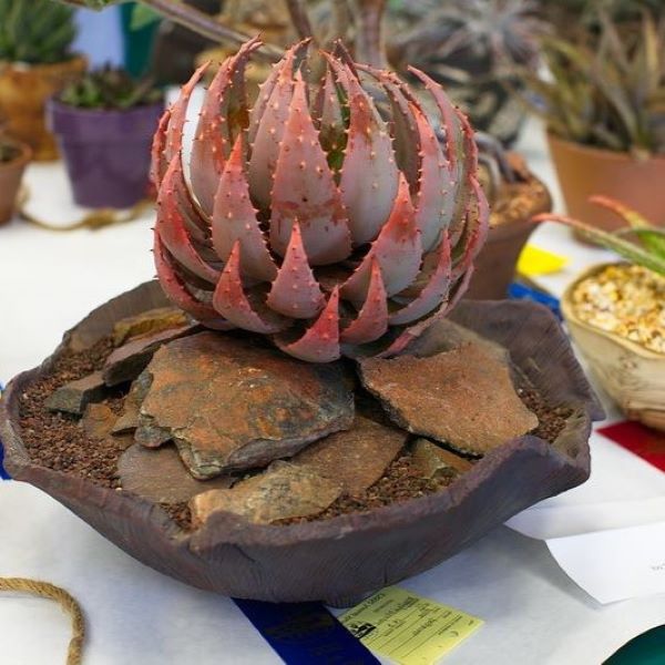 Зображення Алое Пеглер - Aloe peglerae