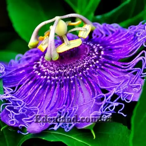 Пассифлора Индиго - Passiflora Indigo