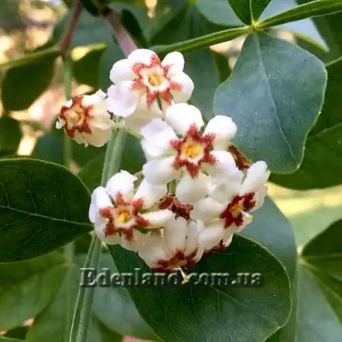 Изображение цветы