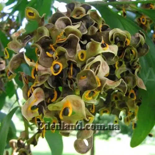 Зображення Акація вушкоподібна - Acacia auriculiformis