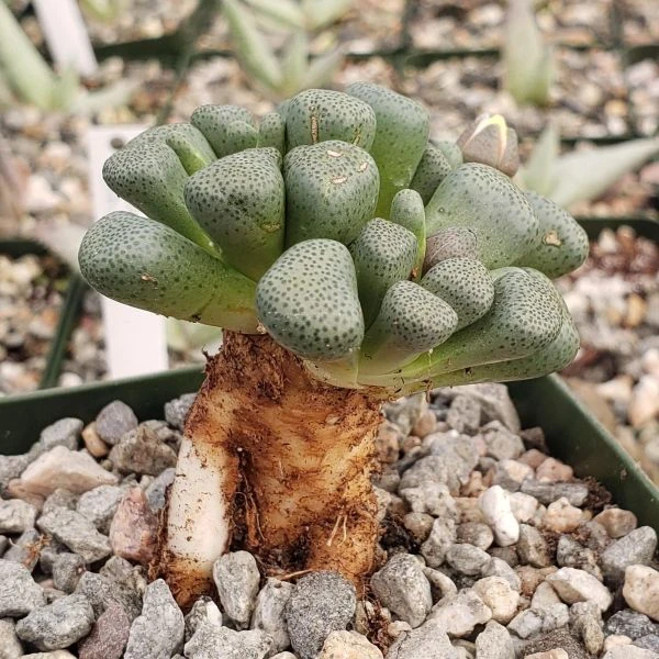Изображение Алоинопсис Шунеса  - Aloinopsis schooneesii