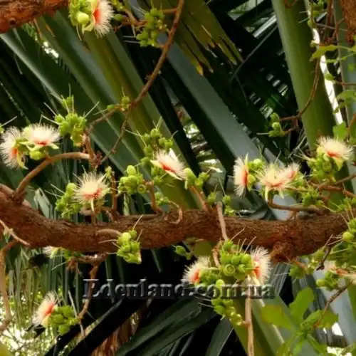 Изображение Карея древесная - Careya arborea