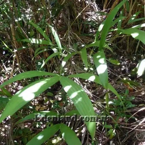 Изображение Дипсис волокнистый - Dypsis fibrosa