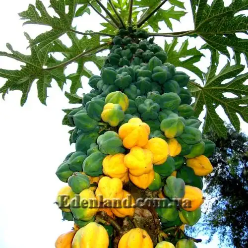 Изображение Карика кундинамаркская - Carica cundinamarcensis