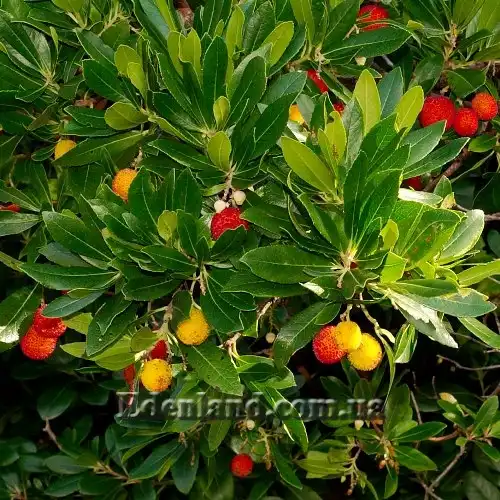 Изображение созревающие плоды