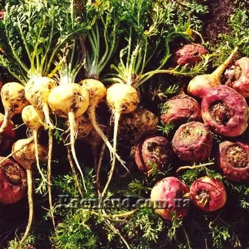 Изображение Мака перуанская (Лепидиум Мейена) - Lepidium Meyenii