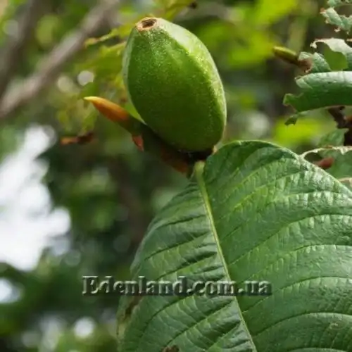 Изображение Гардения золотая - Gardenia sootepensis