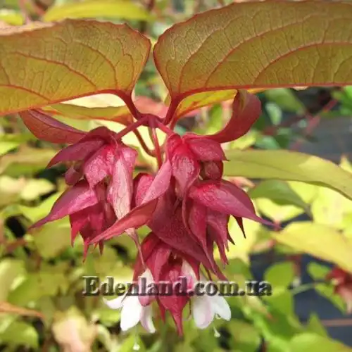 Изображение Лейцестерия красивая - Leycesteria formosa