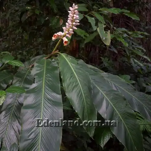 Изображение Альпиния малаккская - Alpinia malaccensis