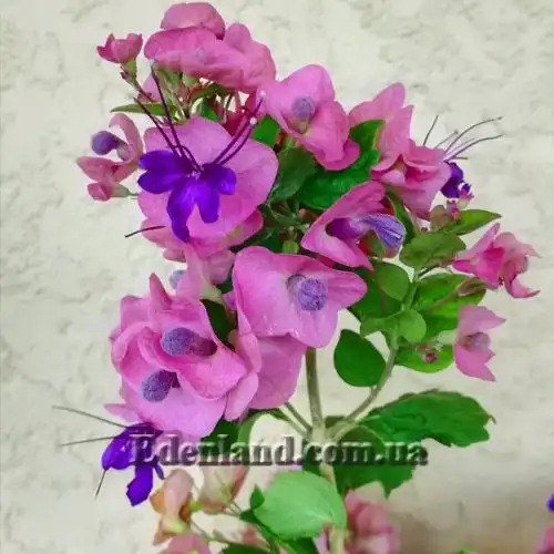 Каромия красивая - Karomia speciosa