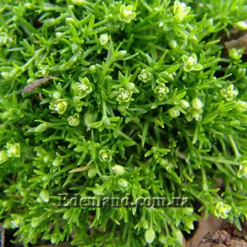 Изображение Склерантус двуцветковый - Scleranthus biflorus