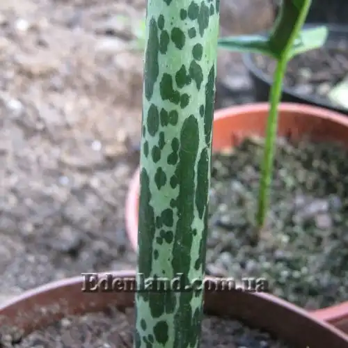 Зображення Сауроматум жилкуватий - Sauromatum venosum