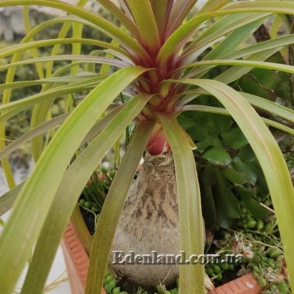 Изображение Бокарнея гватемальская - Beaucarnea guatemalensis