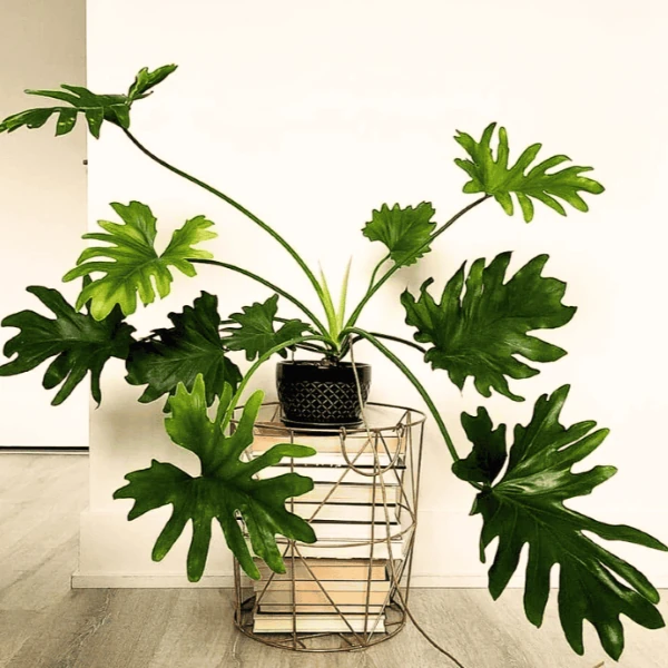 Зображення Тауматофіллум двоперисторозсічений (Філодендрон Селло) - Thaumatophyllum bipinnatifidum 