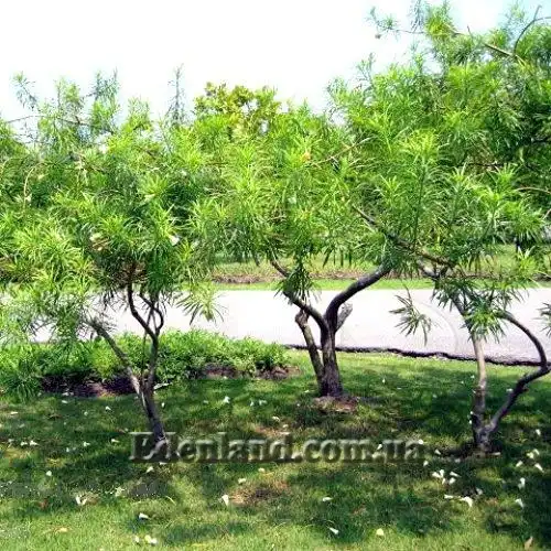 Изображение общий вид деревьев