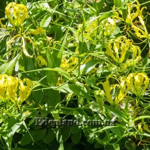 Изображение Глориоза роскошная желтая - Gloriosa superba Yellow 