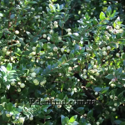 Изображение Мирт обыкновенный белоплодный - Myrtus communis var. leucocarpa