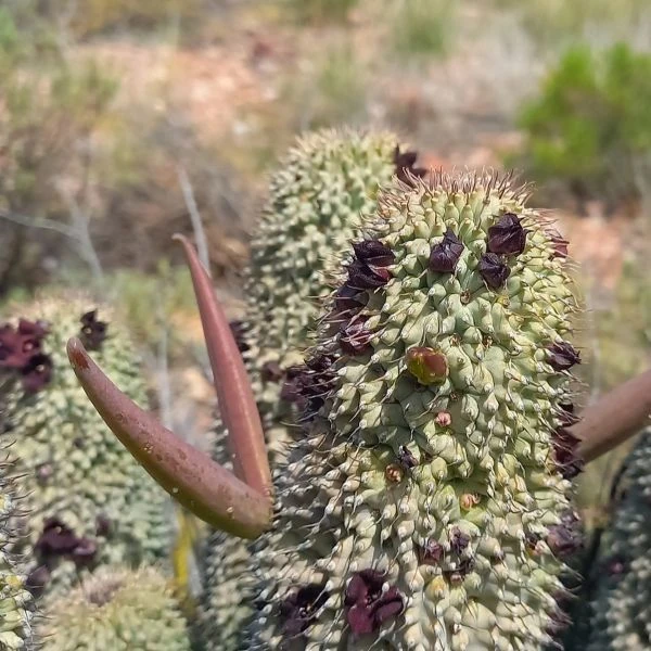 Зображення Худія волосконосна - Hoodia pilifera 
