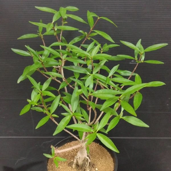 Изображение Строфант желтоватый  - Strophanthus luteolus 