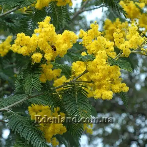 Изображение Акация беловатая (серебристая) - Acacia dealbata