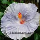 Изображение Гибискус Tylene