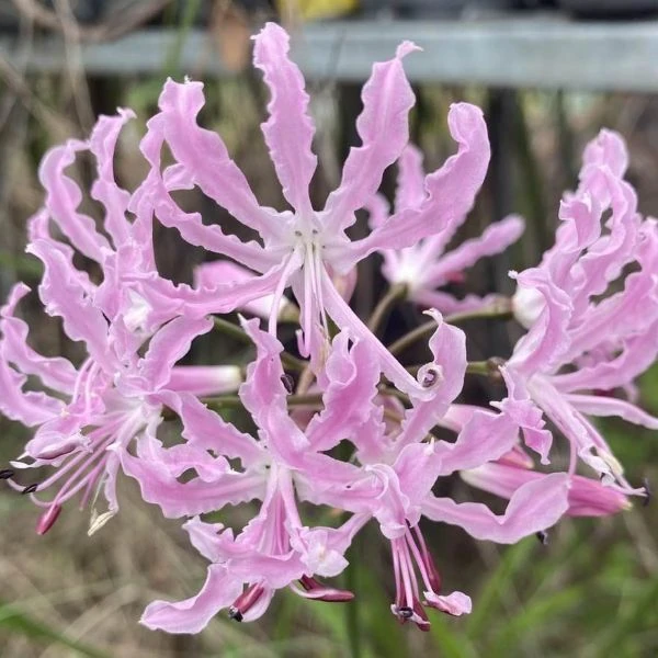 Неріне хвиляста - Nerine undulata 