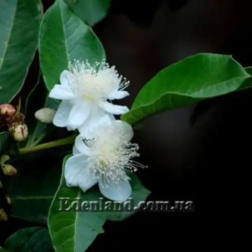 Изображение Псидиум Гуайава  - Psidium guajava 