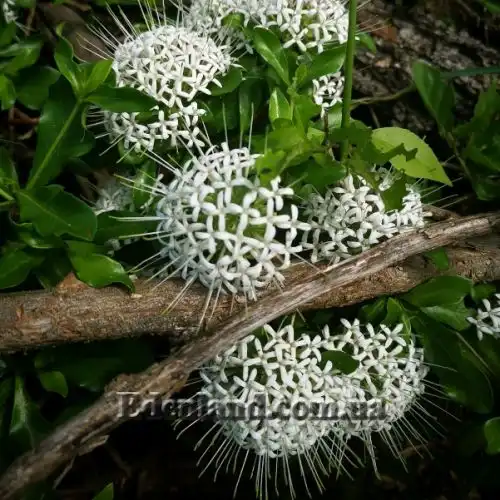 Зображення Паветта поникла - Pavetta revolute