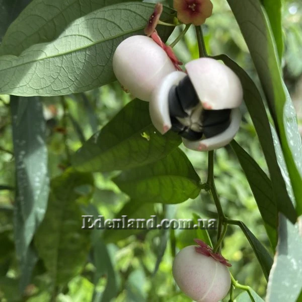 Изображение созревший плод