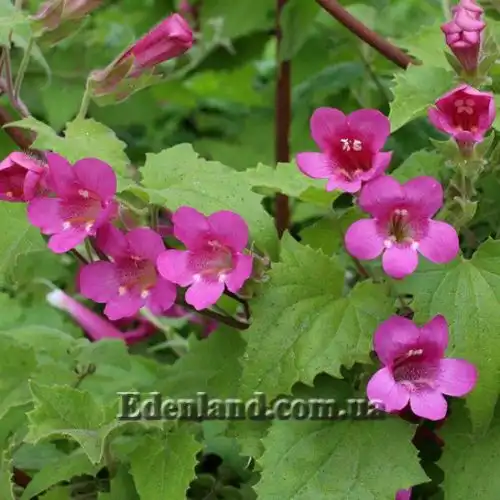 Лофоспермум стыдливый  - Lophospermum erubescens