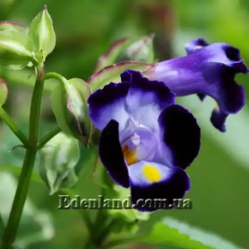 Изображение Торения Фурнье - Torenia fournieri