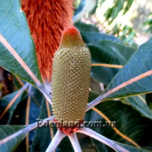 Изображение Банксия мощная - Banksia robur