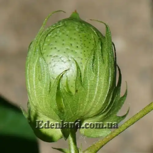 Изображение Госсипиум (хлопчатник) мохнатый - Gossypium hirsutum