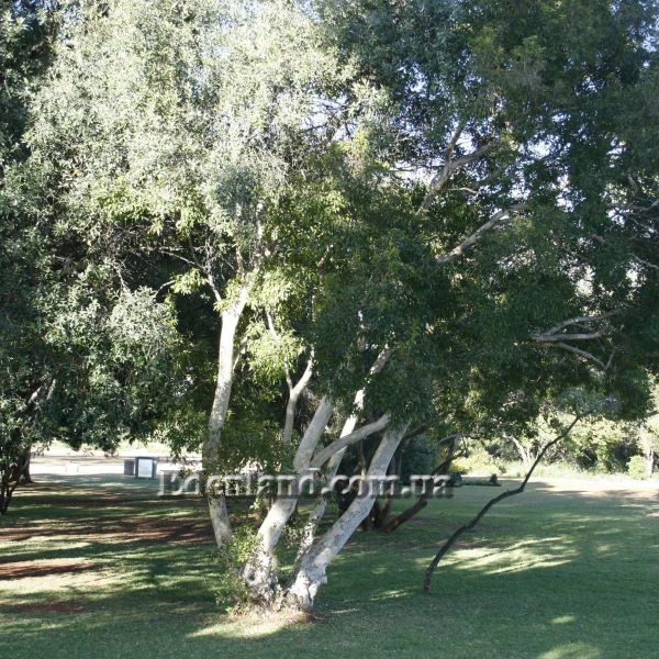 Зображення дерево в природі