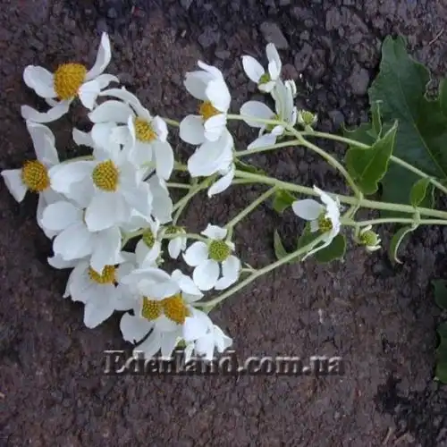 Зображення Монтаноа гібіскусолістна - Montanoa hibiscifolia