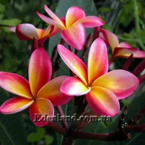 Плюмерия  - Plumeria