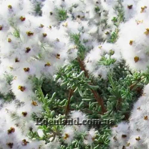 Зображення Еріоцефалус африканський - Eriocephalus africanus