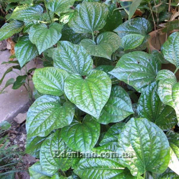 Зображення Перець гілчастий  - Piper sarmentosum