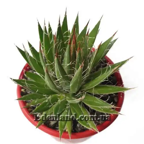 Изображение Агава нитеносная - Agave filifera